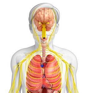 男性身体的神经系统和消化系统的图稿