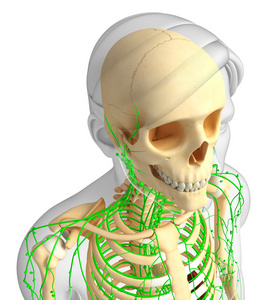 淋巴系统的男性骨架图稿