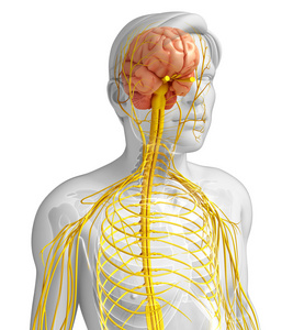 男性的中枢神经系统的图稿
