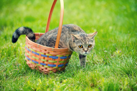 夏天, 猫在草地上从篮子里爬出来。