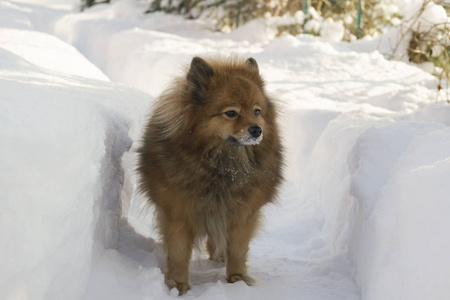 冬天街上有只狗。一只美丽的狗的肖像