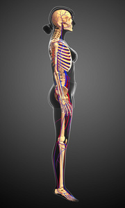 女性骨骼循环系统