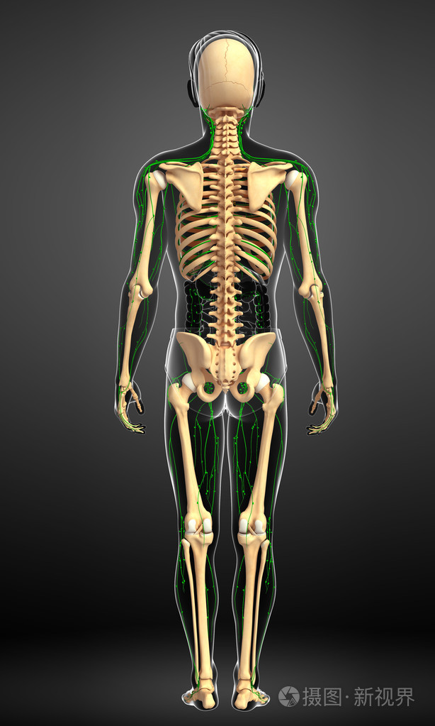 淋巴系统的男性骨架图稿