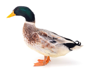 美丽的棕色鸭子站在水坝在河在公园农场里的棕色鸭子