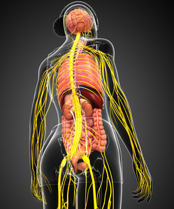 女性身体的神经系统和消化系统的图稿