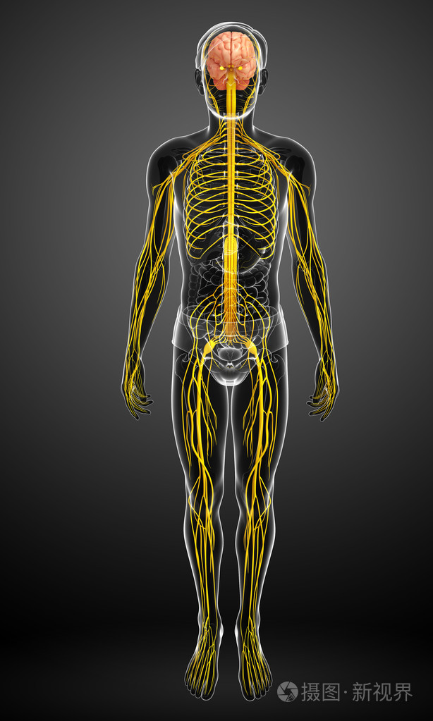 男性的中枢神经系统的图稿