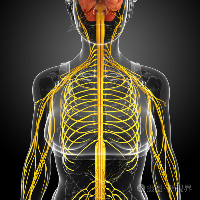 女性神经系统图稿