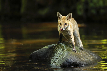 年轻的红狐狸河Vulpes vulpes 在石头上