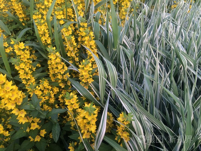 柠檬草和香草的浪潮