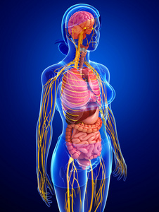 女人身体图女性身体的神经系统和消化系统的图稿照片