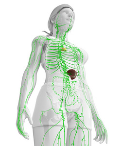 女性的身体淋巴系统