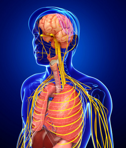 男性身体的神经系统和消化系统的图稿