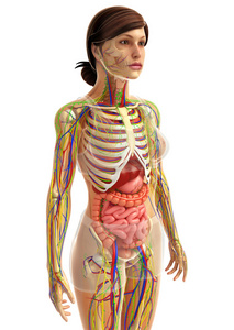 人体骨骼图腹部图片