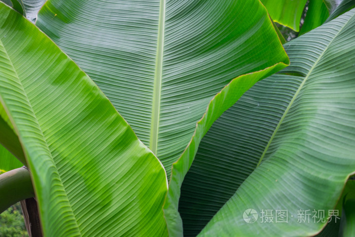 美丽的香蕉叶为背景