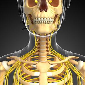 女性的脖子图片