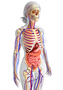 女性骨骼 消化和循环系统