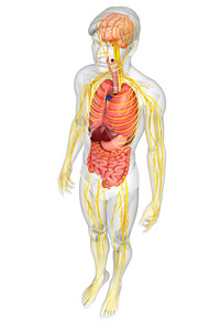 男性身体的神经系统和消化系统的图稿