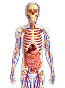 男性骨骼循环系统图片
