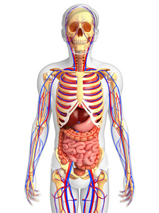 男性骨骼，消化和循环系统