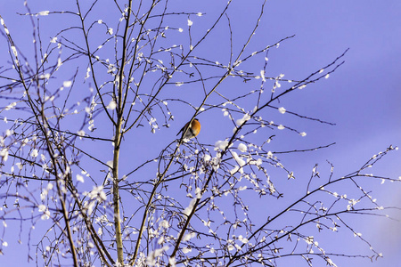 雌性 bullfinch Pyrrhula Pyrrhula 坐在一棵树的顶端。寒冷的一天, 蓝天。冬天的中间