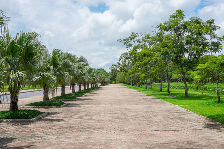 道路两旁道路两旁的棕榈树照片