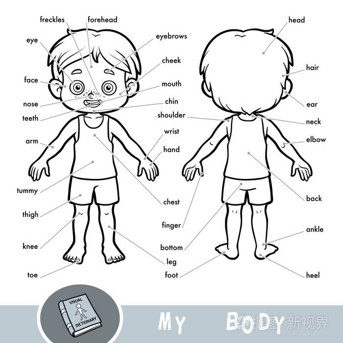 人体结构图简笔画幼儿图片