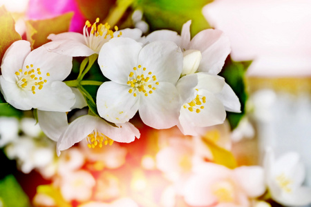 白茉莉花。分支微妙的春天的花朵