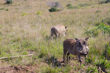 疣从南非, Isimangaliso 湿地公园