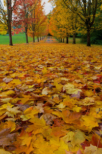 俄勒冈美国俄勒冈州绿树成荫的街道的山顶秋天颜色