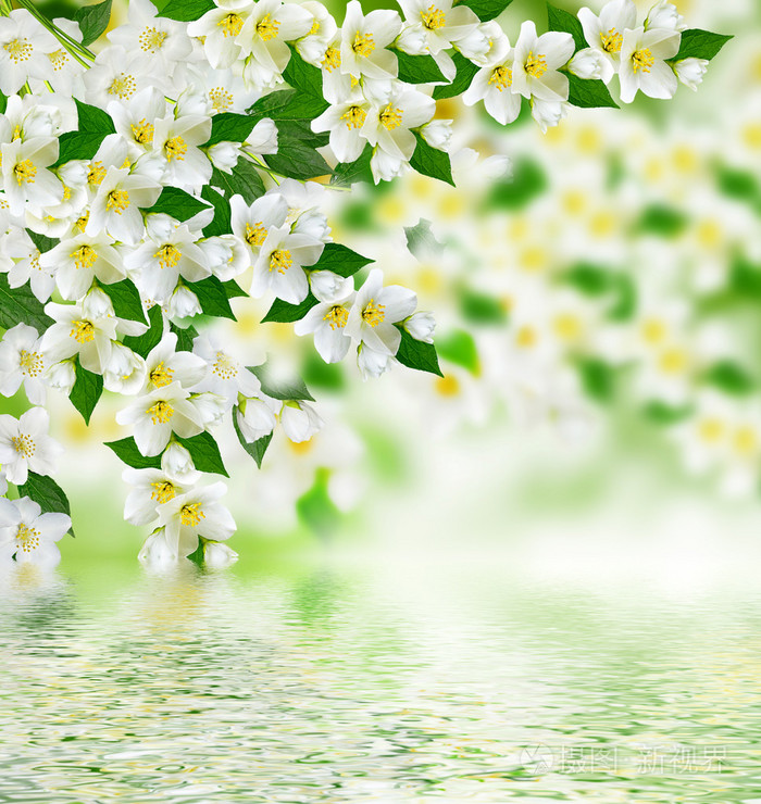 春天风景与微妙的茉莉花