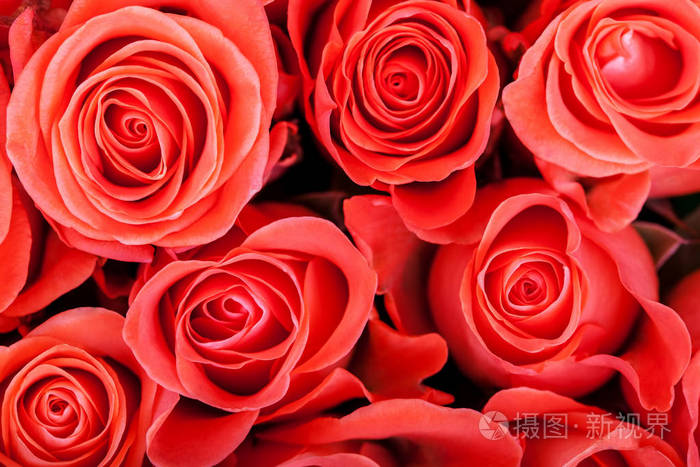 红色自然玫瑰背景关闭