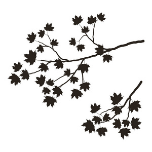 白色背景上树枝的剪影。枫叶的树枝, 叶子。它可以作为设计元素和装饰元素的项目和组合。矢量插图