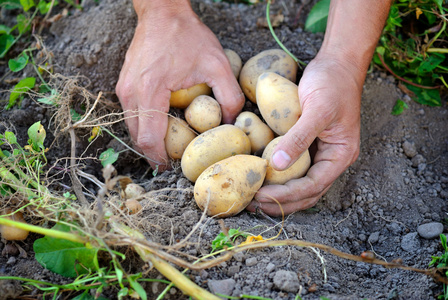 男性手收获从花园里的新鲜有机土豆
