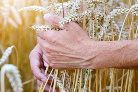 农夫在触摸他的小麦耳朵的字段