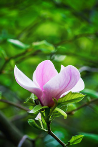 玉兰花，白花与芽春天公园里盛开的美丽紫色