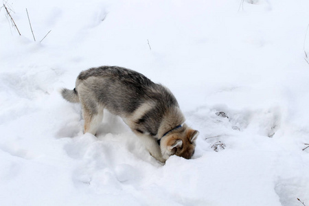 西伯利亚哈士奇冬季雪