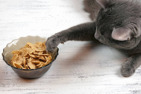 灰色懒惰滑稽的猫说谎拉扯爪子在一个碗与食物在白色背景