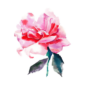 美丽温柔的精致可爱的可爱春天花卉草本植物红色粉状粉红色玫瑰与绿叶隔离水彩手素描