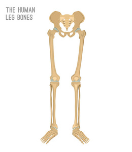 人类的腿骨头照片