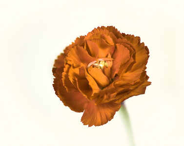 明亮的红色橙色丁香花宏张照片。孤立在白色背景上的花