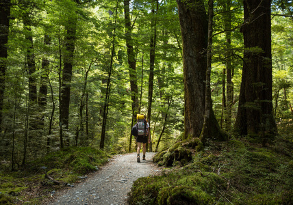 本机布什女人徒步旅行者背包走在本机山毛榉森林照片
