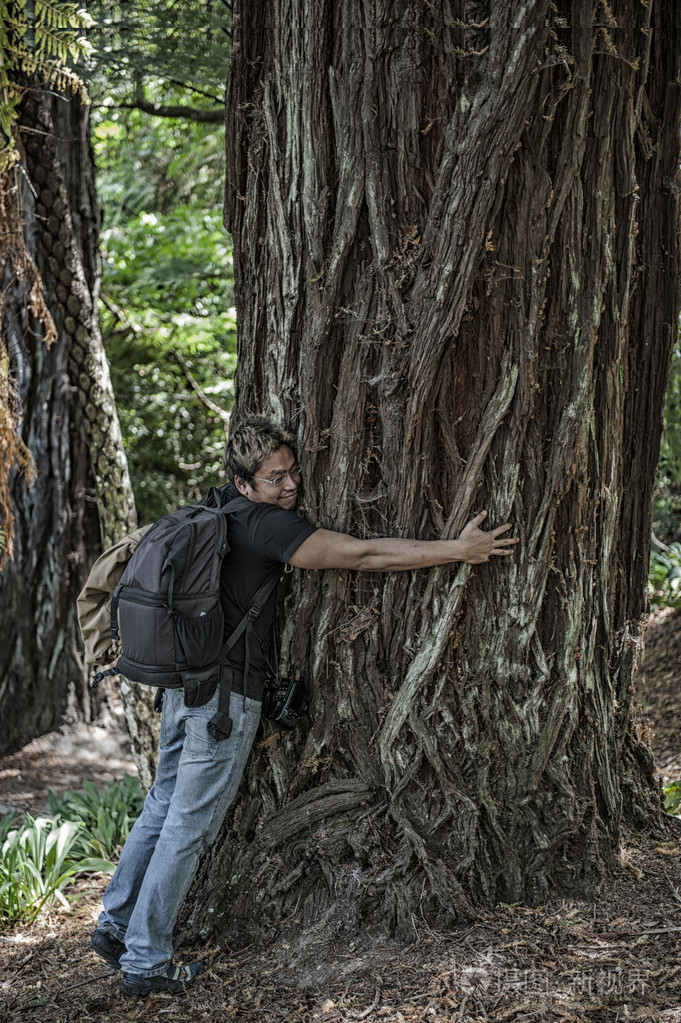 年轻人在森林中拥抱一棵大松树