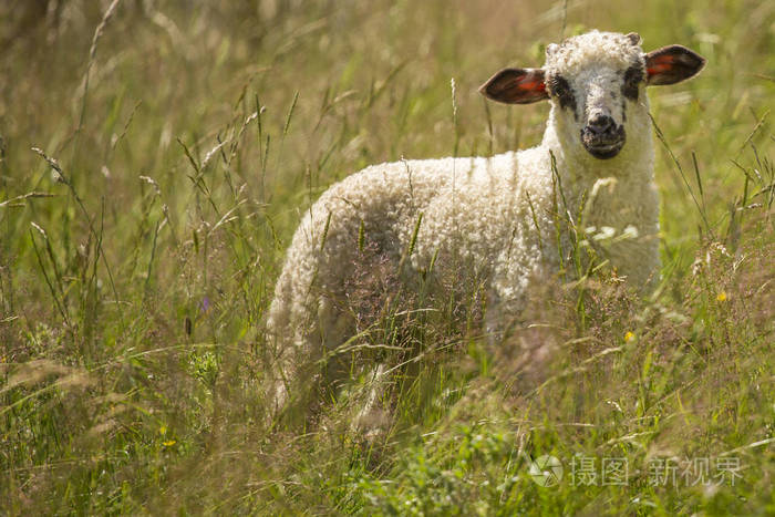 pieniny山脉波兰喀尔巴阡山绵羊