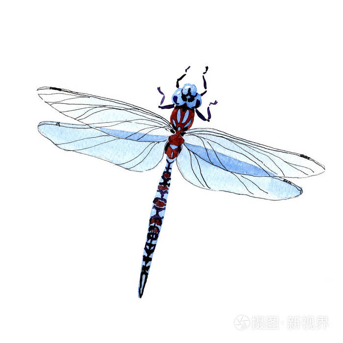 异国情调的蜻蜓野生昆虫在水彩风格孤立