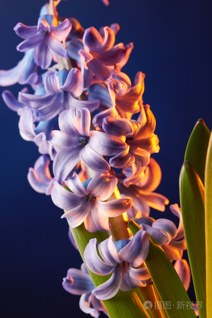 美丽的风信子花