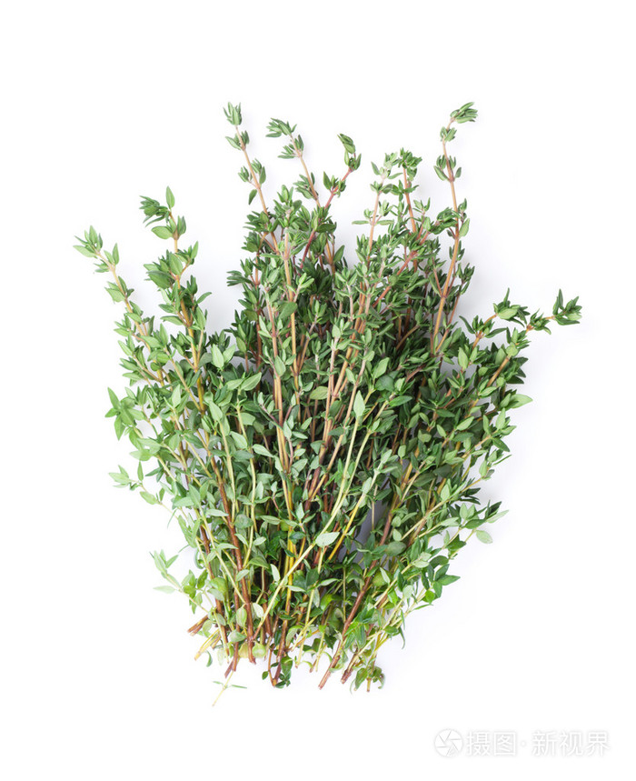 花园里的新鲜百里香香草