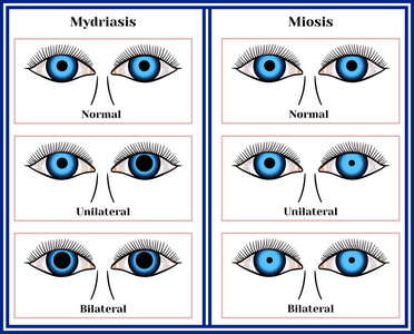 有丝分裂和减数分裂图片
