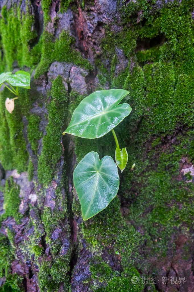 爬山虎植物生长在树附近