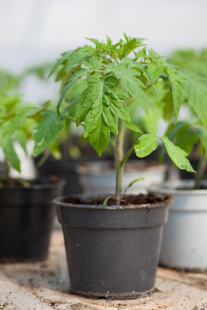 年轻的番茄幼苗