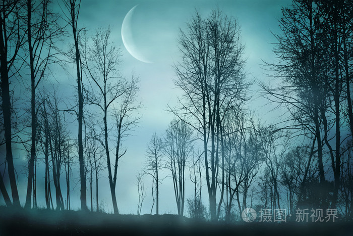 在森林里的夜晚